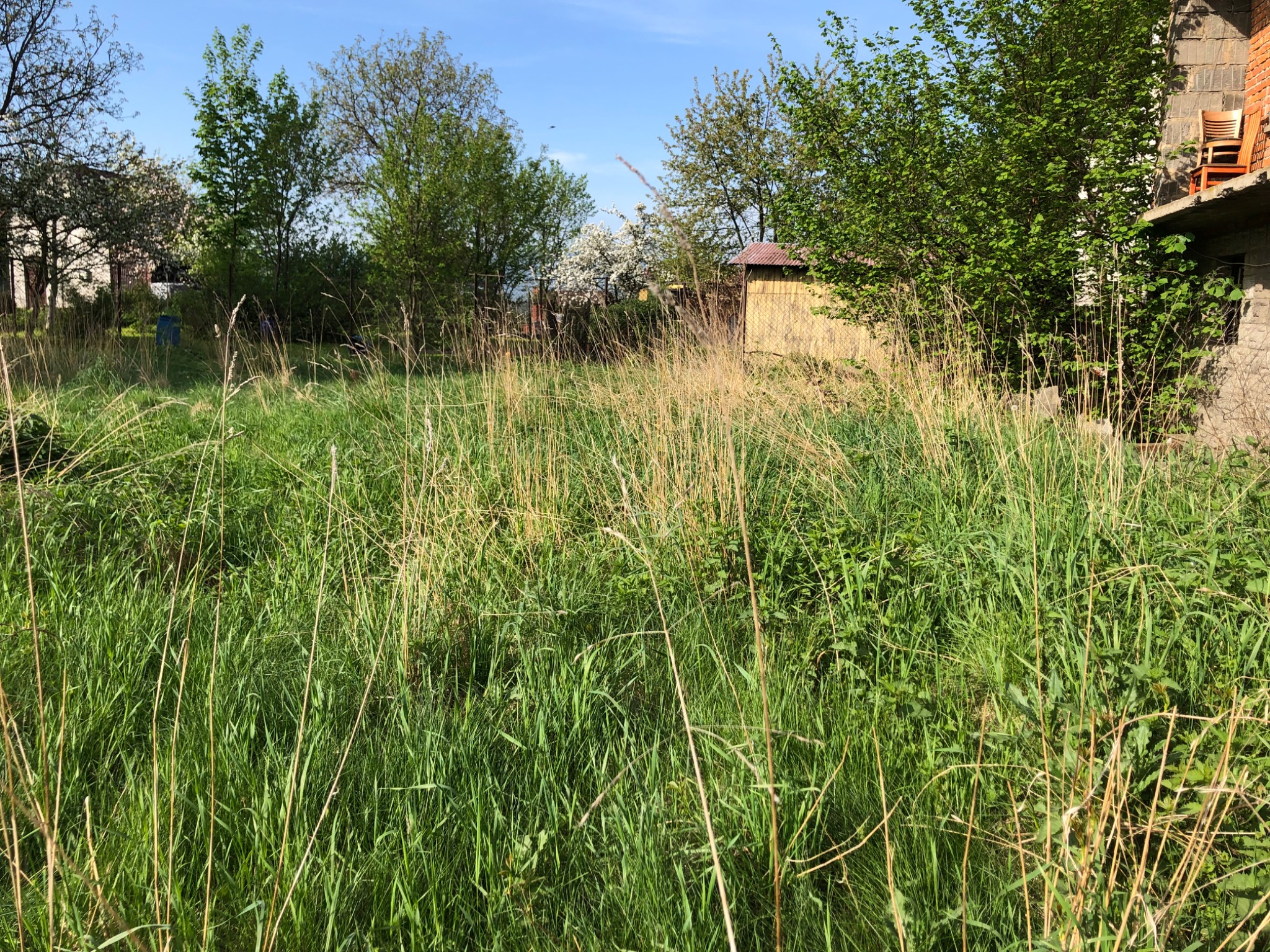 Zarośnięty trawnik z wysoką trawą i chwastami na działce, w tle widoczne drzewa, budynek gospodarczy i fragment domu z cegły z krzesłami na balkonie.