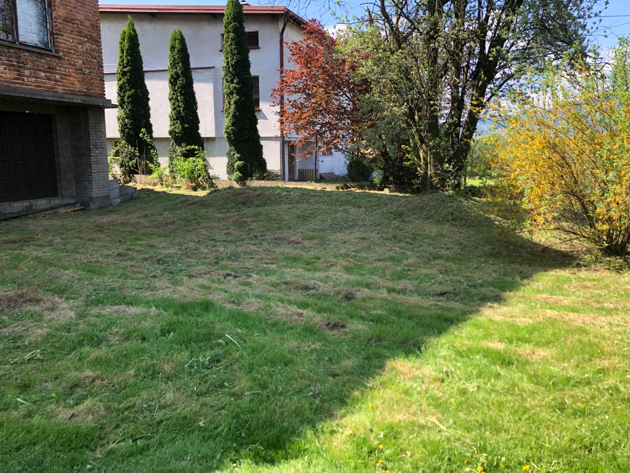 Trawnik po koszeniu z widocznymi śladami po kosiarce, w tle budynki mieszkalne i drzewa iglaste oraz kwitnący krzew forsycji.