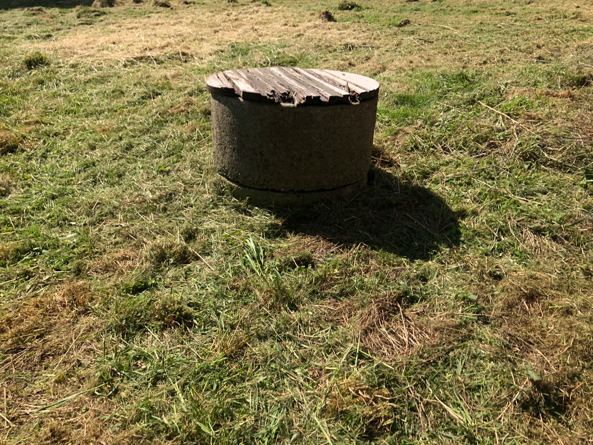 Betonowa studzienka z drewnianą, częściowo zniszczoną pokrywą na trawniku z widocznymi śladami koszenia.