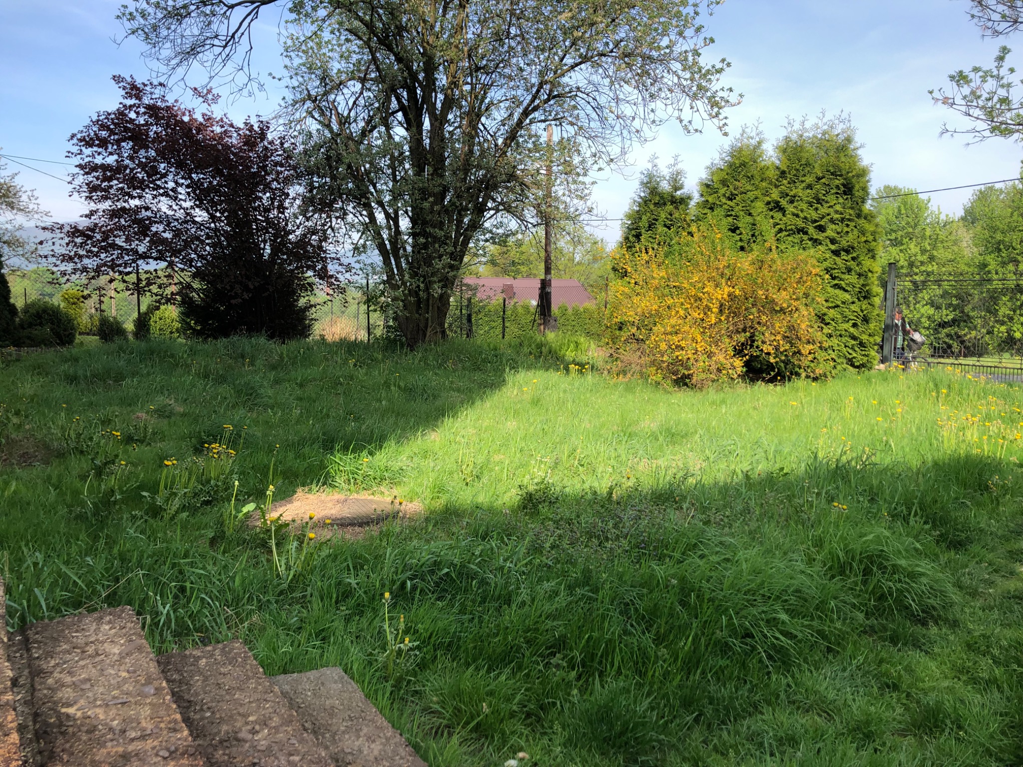 Zarośnięty trawnik z widocznymi chwastami i żółtymi kwiatami, z drzewami w tle i betonowymi schodami na pierwszym planie, oświetlony słońcem.