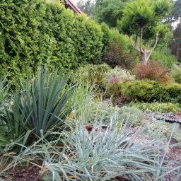 Urozmaicony ogród z iglakami, krzewami ozdobnymi i trawami, z wyraźnie przyciętym drzewem w tle i ścieżką z kostki brukowej po prawej stronie.