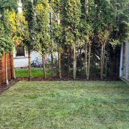 GoldenWood ANGELIKA DOLEGA - Świeżo założony trawnik z młodymi drzewkami iglastymi posadzonymi wzdłuż ogrodzenia z desek i ażurowego panelu, w tle widoczne rowery oparty o siatkę ogrodzeniową.