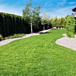 Świeżo założony trawnik z rolki, widoczne delikatne ślady łączeń, obsypany drobnym kamieniem obrzeża, w tle wysoki żywopłot z iglaków i młode drzewka.