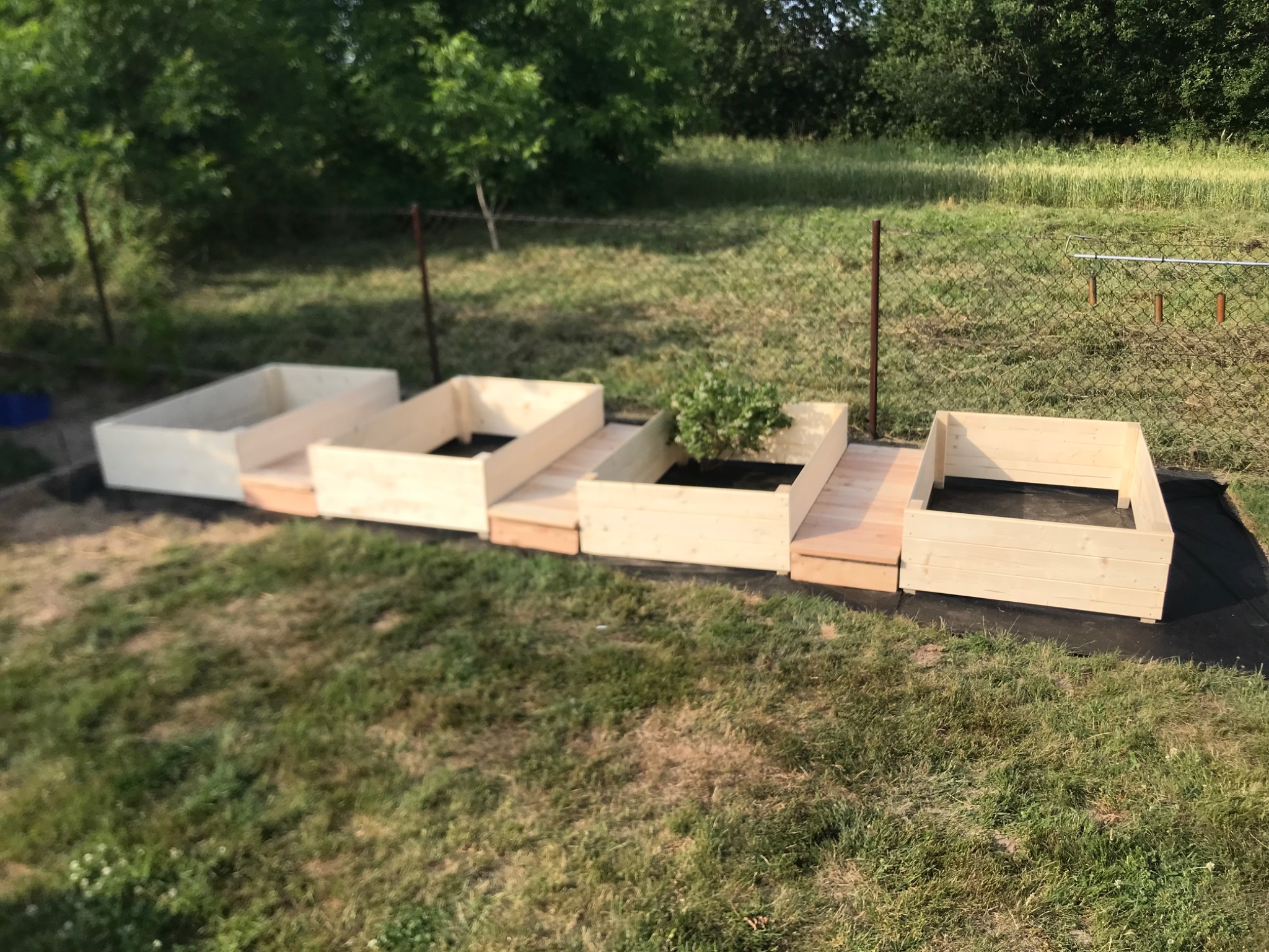 Cztery drewniane skrzynie na warzywa, ustawione na podwyższeniu z desek, z ziemią wewnątrz, jedna z posadzoną rośliną, na trawniku w ogrodzie.