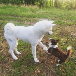 Wyprowadzanie psów Olsztyn 1