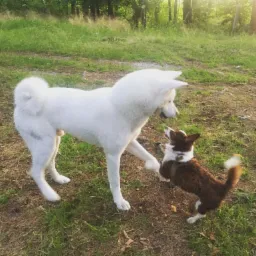 Duży, biały pies rasy Akita Inu podaje łapę mniejszemu, brązowo-białemu psu rasy Corgi na trawiastym terenie w słoneczny dzień.