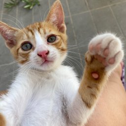 Wyprowadzanie psów Olsztyn 2