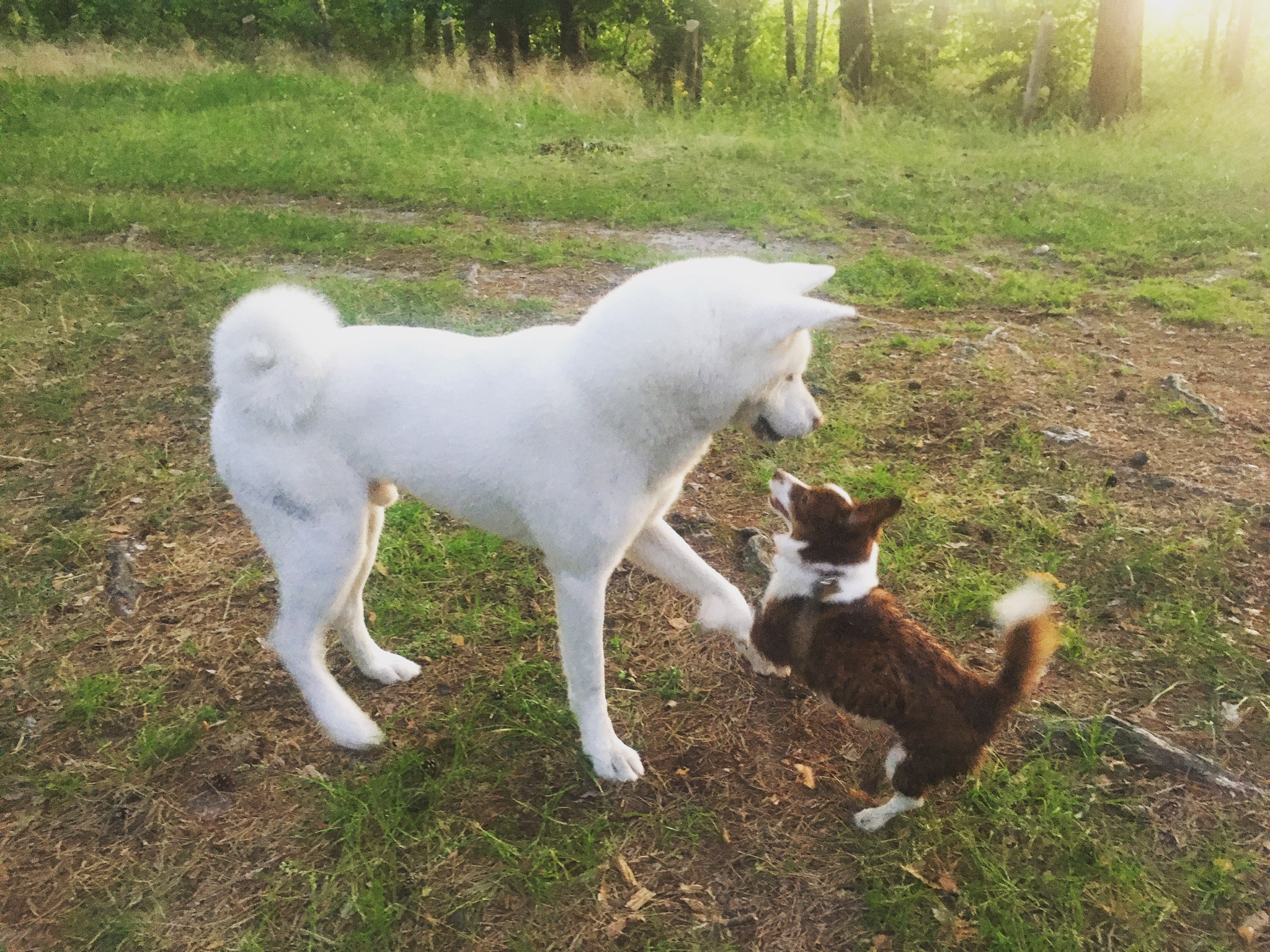 Duży, biały pies rasy Akita Inu podaje łapę mniejszemu, brązowo-białemu psu rasy Corgi na trawiastym terenie w słoneczny dzień.