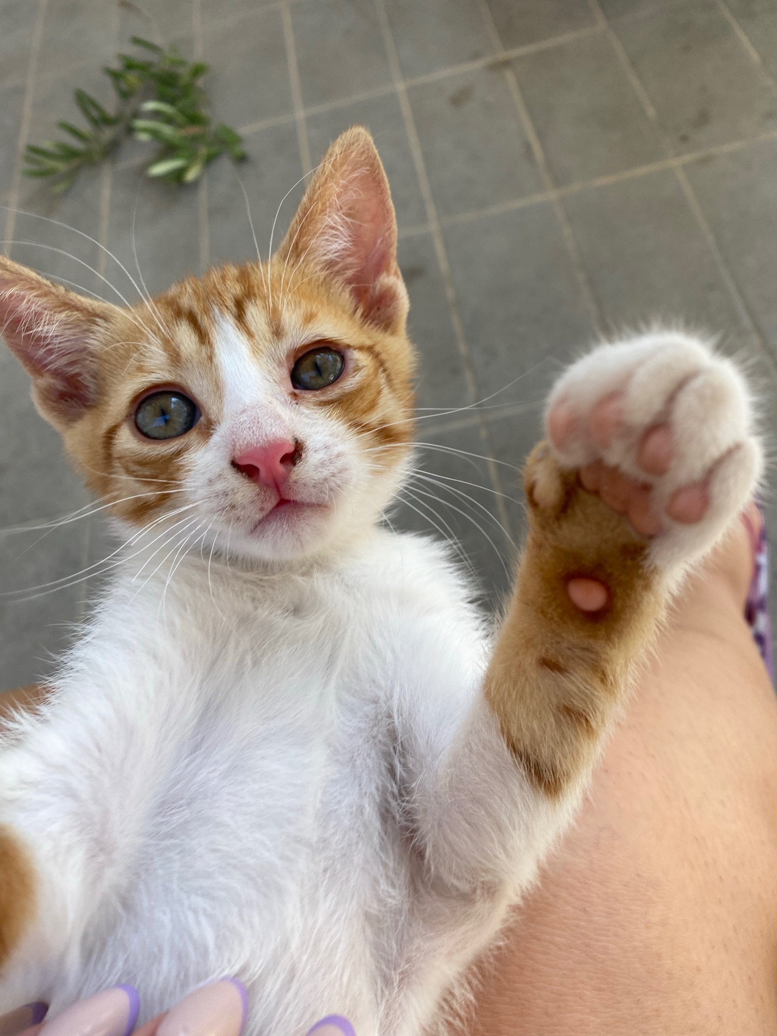 Uroczy, młody, rudy i biały kotek z zielonymi oczami, wyciągający łapkę w górę, leżący na czyichś kolanach, z fragmentem zielonej gałązki w tle.