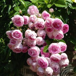 Rośliny i podłoża Chludowo 2