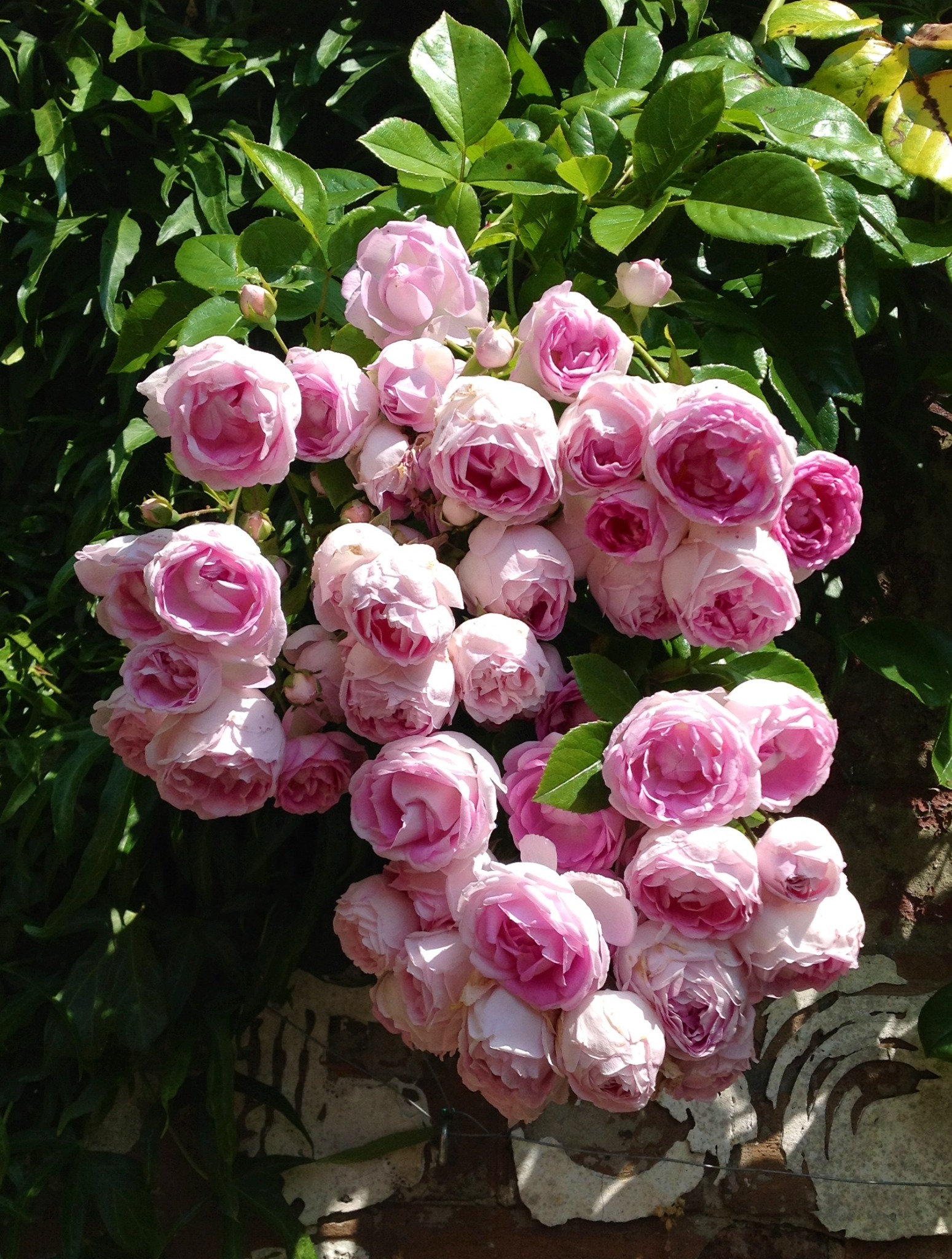 Kaskada delikatnych, bladoróżowych róż pnących się po zielonej ścianie bluszczu i starej, ceglanej ścianie z resztkami białej farby.