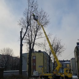 Usługi leśno-ogrodnicze Przibylla - Profesjonalne Wycinanie Drzew Gliwice