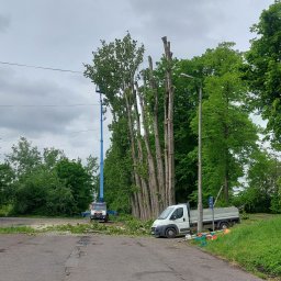 Wycinka drzew Biała 4