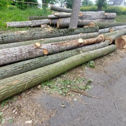 Usługi leśno-ogrodnicze Przibylla - Stos pni drzewnych o różnej fakturze kory, ułożonych na asfalcie obok drogi, z widocznymi trocinami i trzema pomarańczowymi pachołkami w tle.