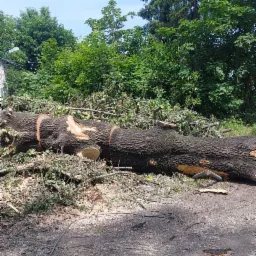 Ścięty pień drzewa z widocznymi śladami cięcia i odłamkami gałęzi w miejscowości Biała, otoczony zielenią drzew i krzewów.