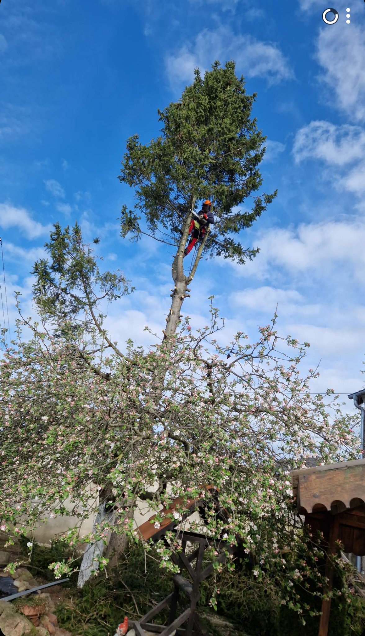 Arborysta w kasku i czerwonych spodniach, zabezpieczony linami, przycina gałęzie wysokiej sosny piłą spalinową na tle błękitnego nieba z chmurami. W dole kwitnące drzewo owocowe.