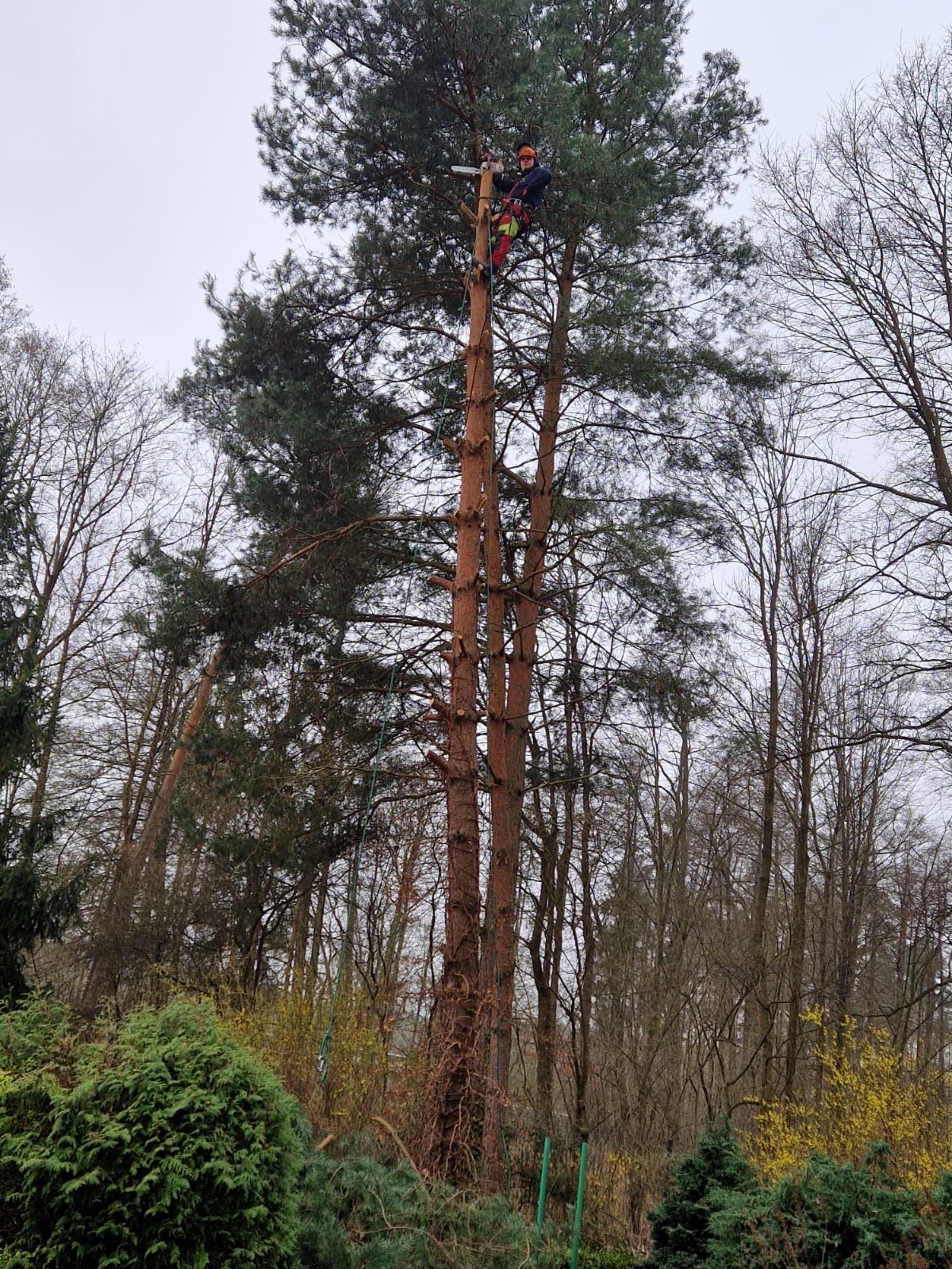 Arborysta z piłą łańcuchową, w kasku i uprzęży, pracuje na szczycie wysokiej sosny, otoczony nagimi drzewami w pochmurny dzień.