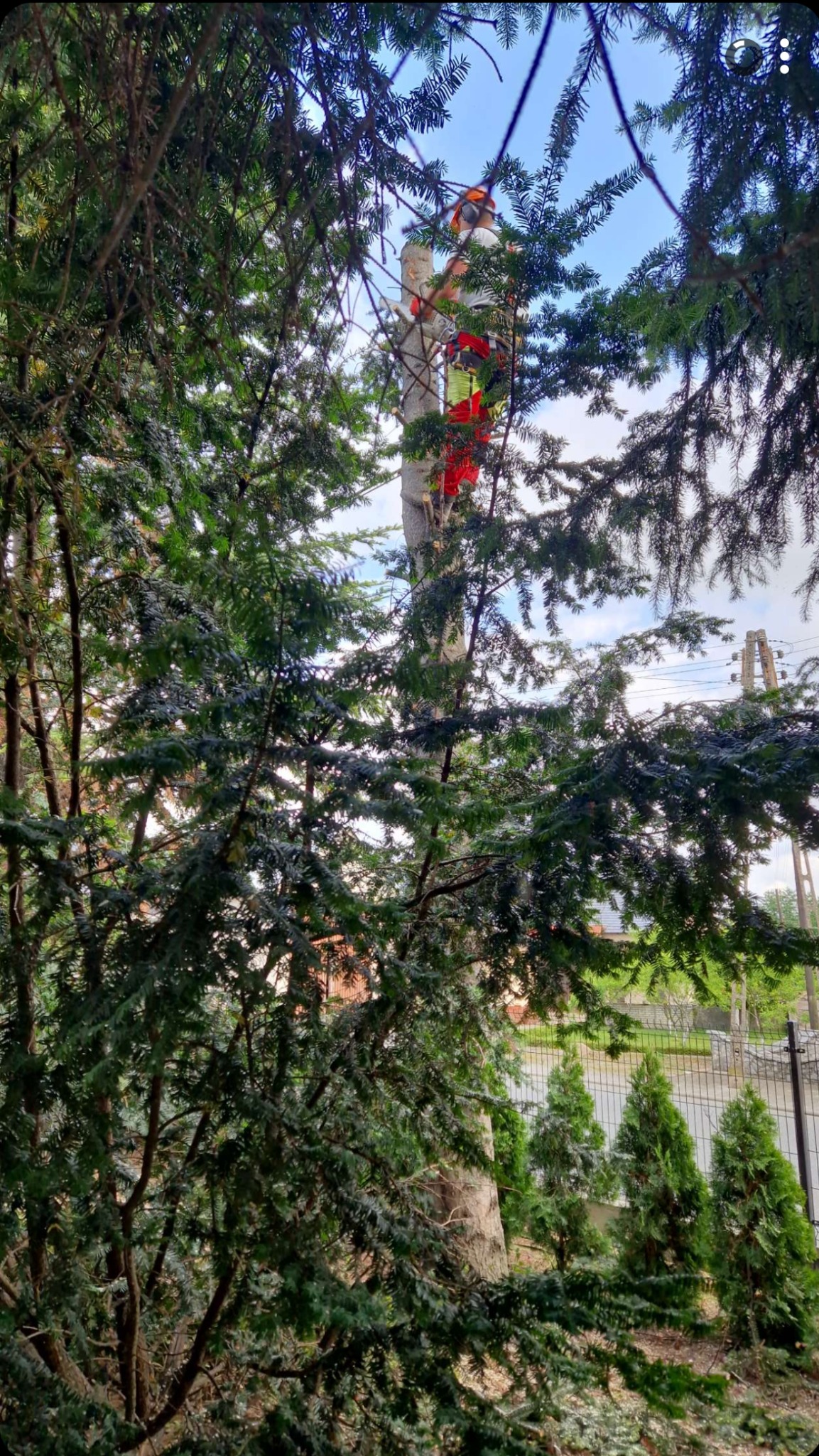 Arborysta w kasku i odzieży ochronnej, zabezpieczony linami, przycina gałęzie wysokiego drzewa. Ujęcie z dołu, przez korony innych drzew. Widoczne ścięte gałęzie i fragment pnia.