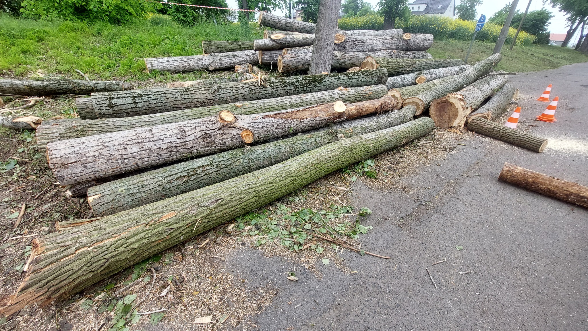 Stos pni drzewnych o różnej fakturze kory, ułożonych na asfalcie obok drogi, z widocznymi trocinami i trzema pomarańczowymi pachołkami w tle.