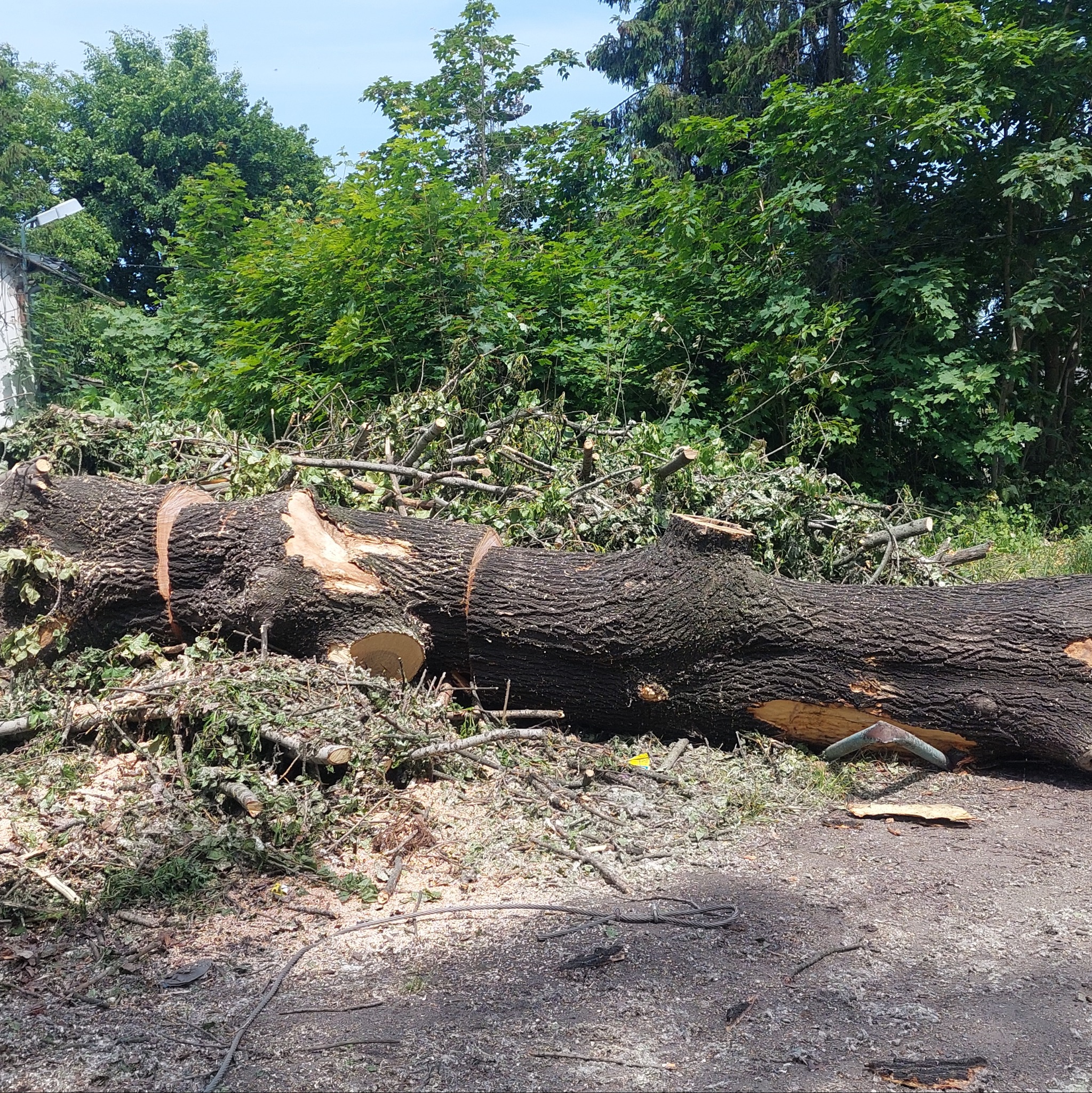 Ścięty pień drzewa z widocznymi śladami cięcia i odłamkami gałęzi w miejscowości Biała, otoczony zielenią drzew i krzewów.