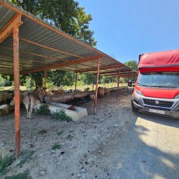 Piotr Czyżowski Transfach - Czerwony bus dostawczy zaparkowany obok zadaszonego pastwiska z owcami i osłem w słoneczny dzień. Widok z przodu pojazdu, tło stanowią drzewa i błękitne niebo.