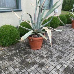 Nie Podano - Duża agawa w donicy z terakoty, z widocznymi uszkodzeniami liści, ustawiona na szarej kostce brukowej przed budynkiem z napisem 'gość' na ścianie i kulistymi krzewami w tle.