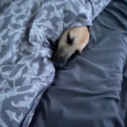 Transport busem Gdańsk 4