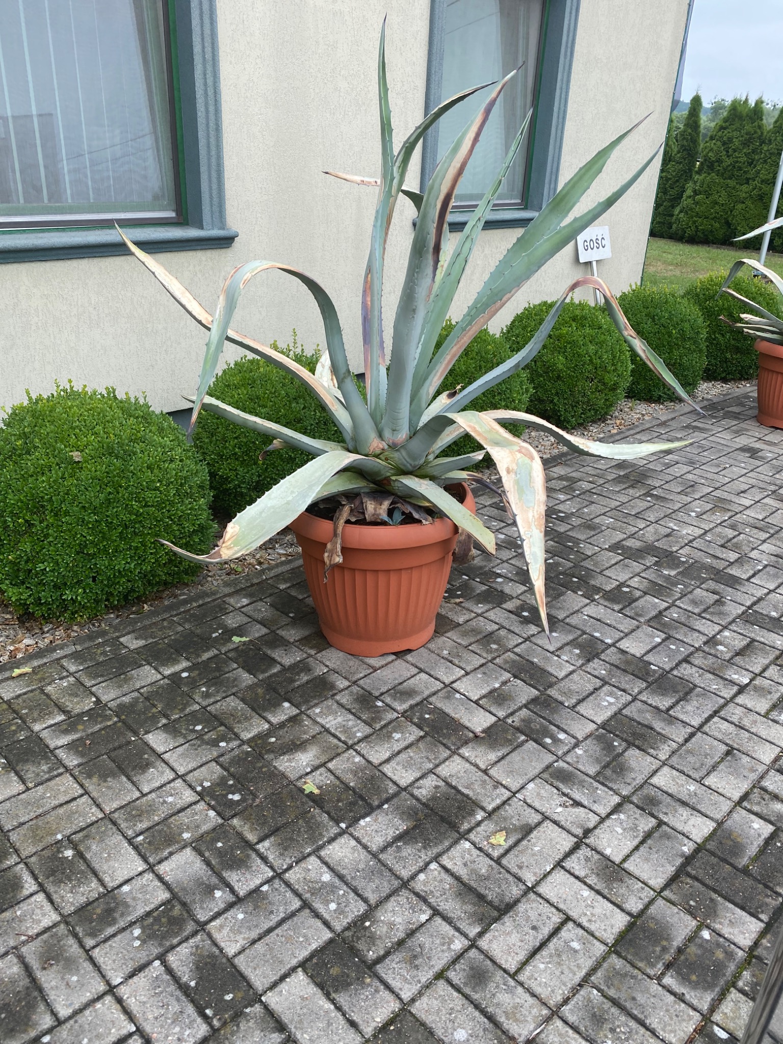 Duża agawa w donicy z terakoty, z widocznymi uszkodzeniami liści, ustawiona na szarej kostce brukowej przed budynkiem z napisem 'gość' na ścianie i kulistymi krzewami w tle.