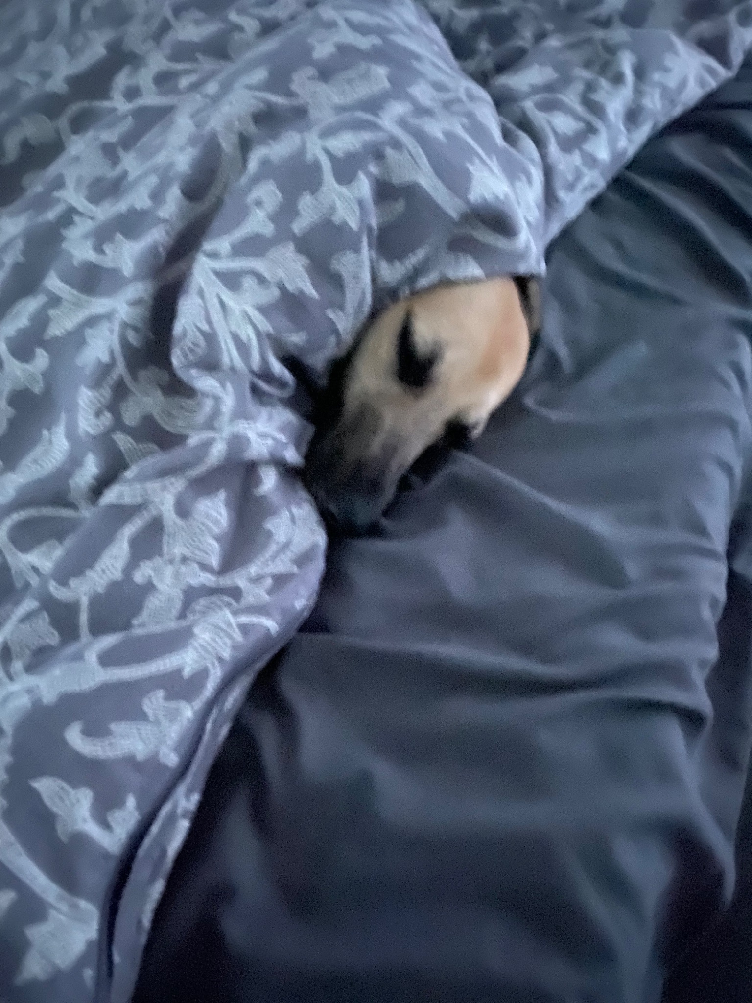 Pies rasy owczarek belgijski malinois, wtulony w pościel z wzorem roślinnym, wystaje tylko pysk z czarnym nosem.