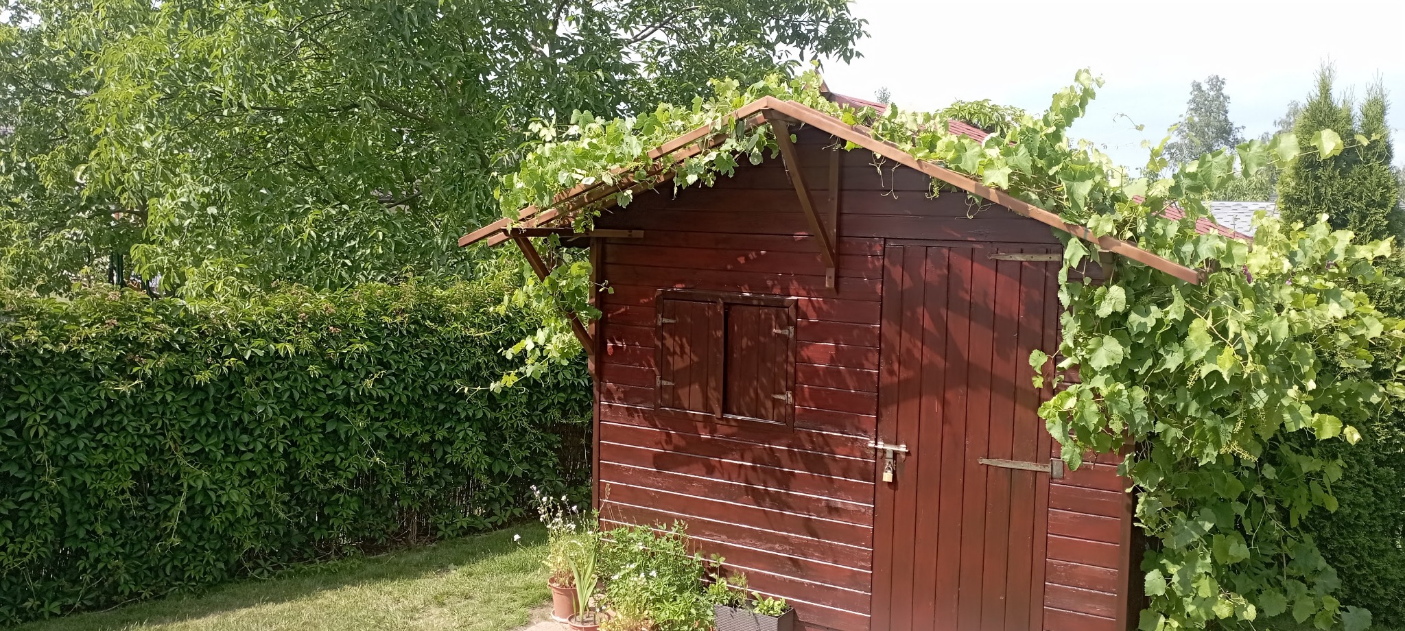 Ciemnobrązowa, drewniana szopa ogrodowa z zamykanymi drzwiami i małym okienkiem, porośnięta winoroślą, otoczona zielenią.