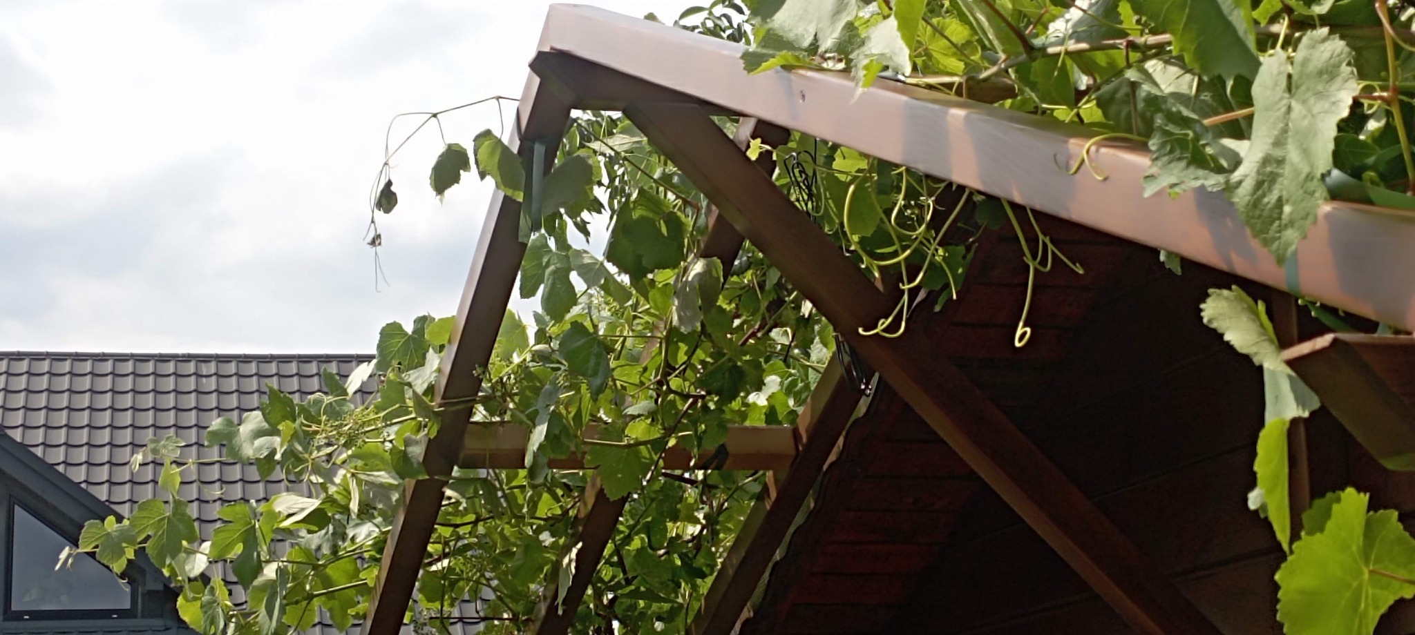 Konstrukcja drewniana z brązowym zadaszeniem, porośnięta zielonymi pnączami winorośli, widok od dołu, w tle dach domu z ciemnej dachówki.