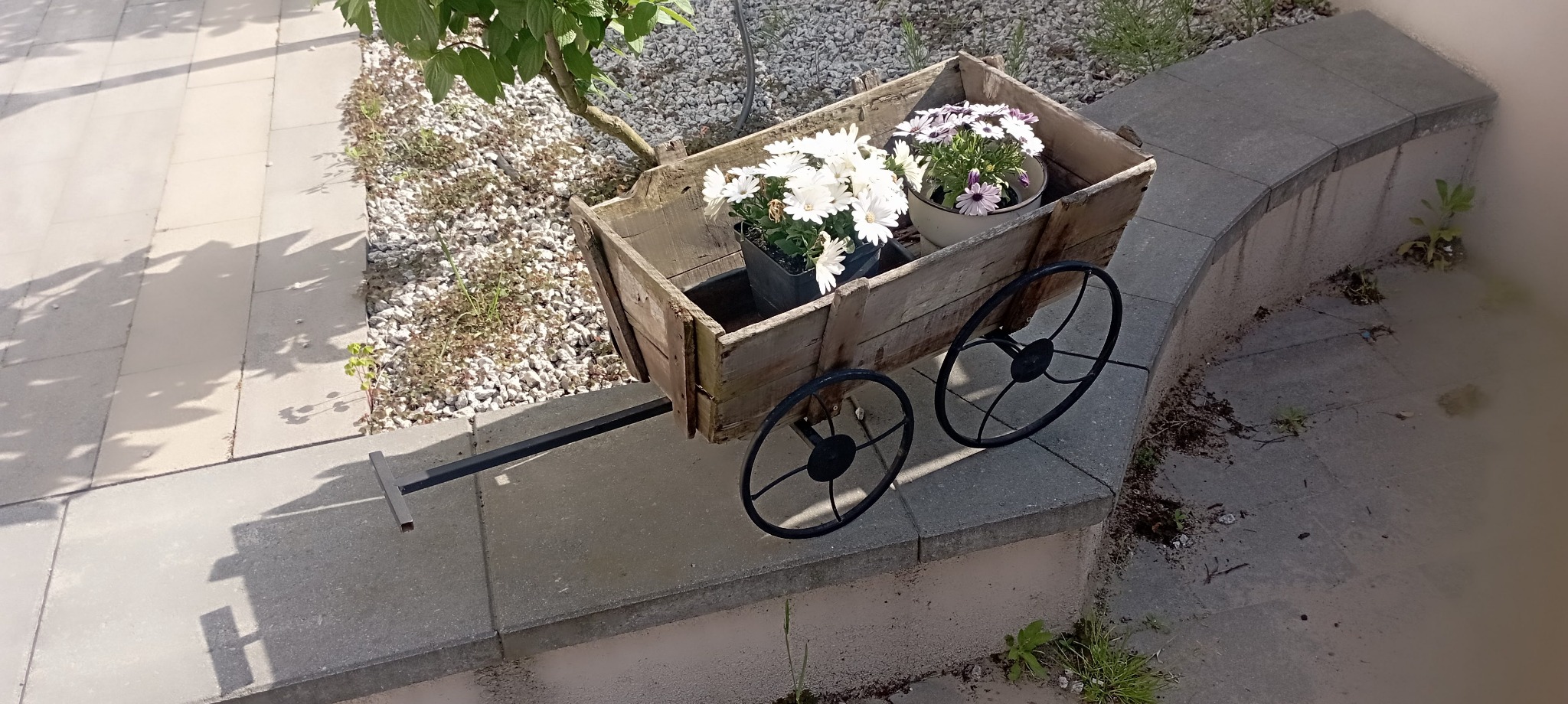Dekoracyjny wózek z drewna na metalowych kołach, wypełniony doniczkami z białymi i fioletowymi kwiatami, ustawiony na betonowym murku w ogrodzie.