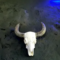 Dekoracyjny, biały, gipsowy czaszka byka z rowkowanymi rogami na ciemnej, strukturalnej ścianie podświetlonej niebieskim światłem.