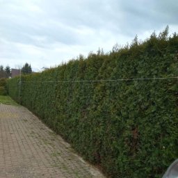 Przycinanie drzew Gdynia 3