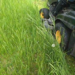 Przycinanie drzew Gdynia 4