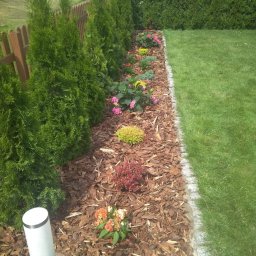 Przycinanie drzew Gdynia 1