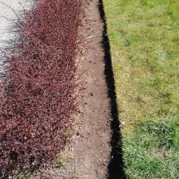 Firma Ogrodowo-sprzątająca AGA - Świeżo posadzony żywopłot z bordowych krzewów oddzielający trawnik od chodnika z kostki brukowej.