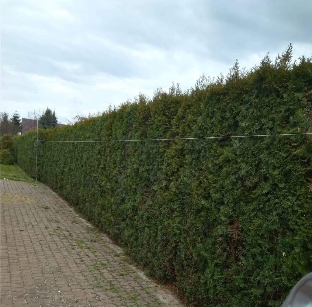Długi, równo przycięty żywopłot z tui szmaragdowej, oddzielający posesję od chodnika z kostki brukowej, widoczny w pochmurny dzień.
