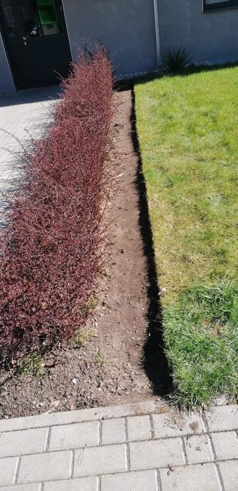 Świeżo posadzony żywopłot z bordowych krzewów oddzielający trawnik od chodnika z kostki brukowej.