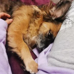 Uwielbiam zwierząta