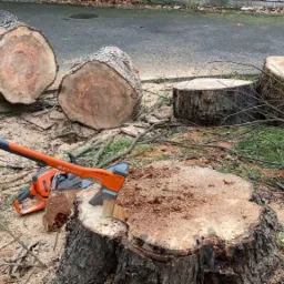 Świeżo ścięte pnie i kłody drzew leżące na trawie i chodniku, z siekierą i piłą łańcuchową obok, otoczone wiórami i gałęziami.