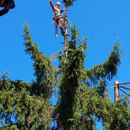 Zieltex Bartłomiej Wójcik - Perfekcyjne Ścinanie Drzew w Grójcu