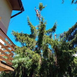 Wycinka drzew Radom 4