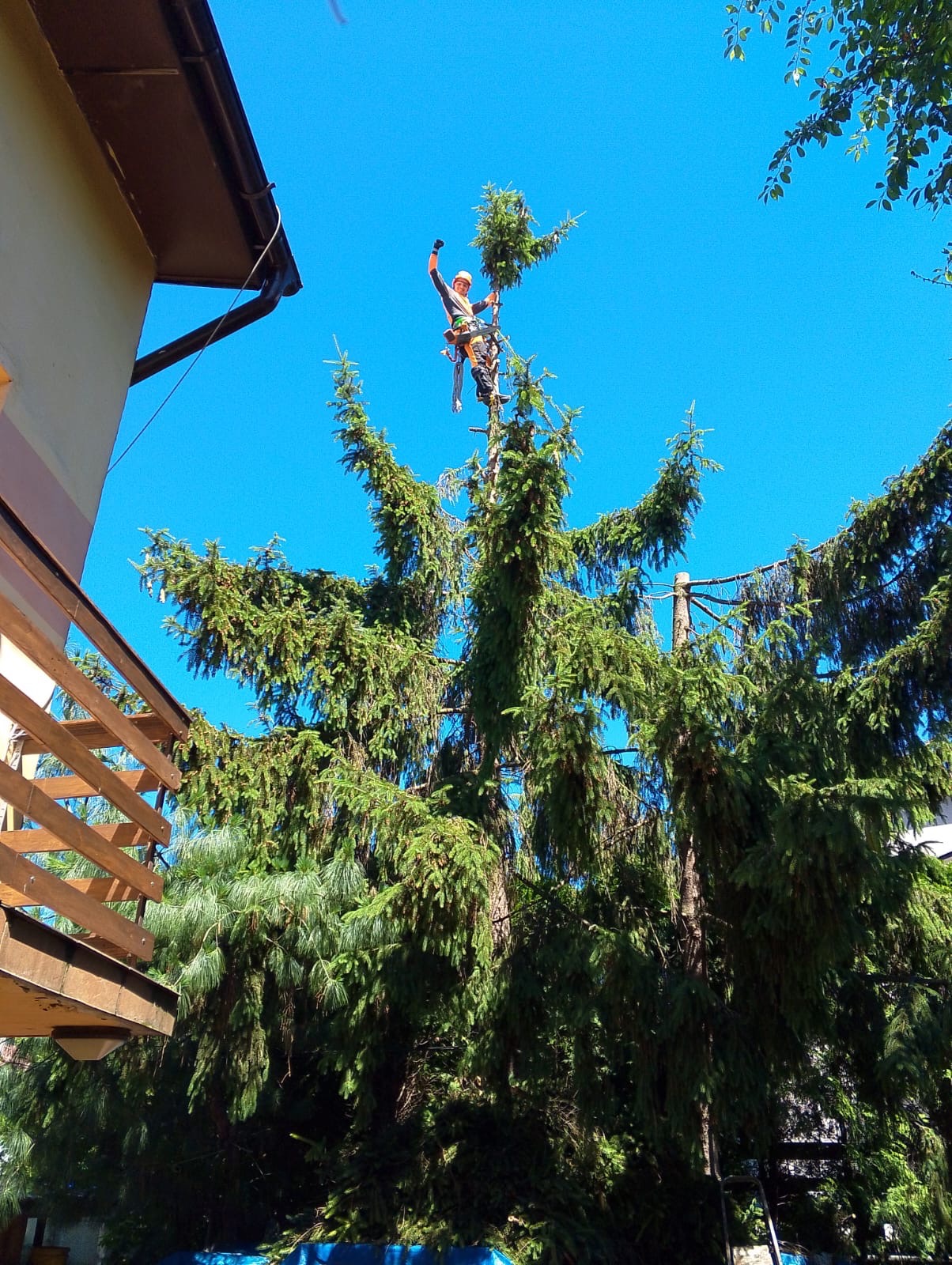 Pracownik w uprzęży, na szczycie wysokiej choinki, trzyma odciętą gałąź, błękitne niebo w tle, widok z dołu.