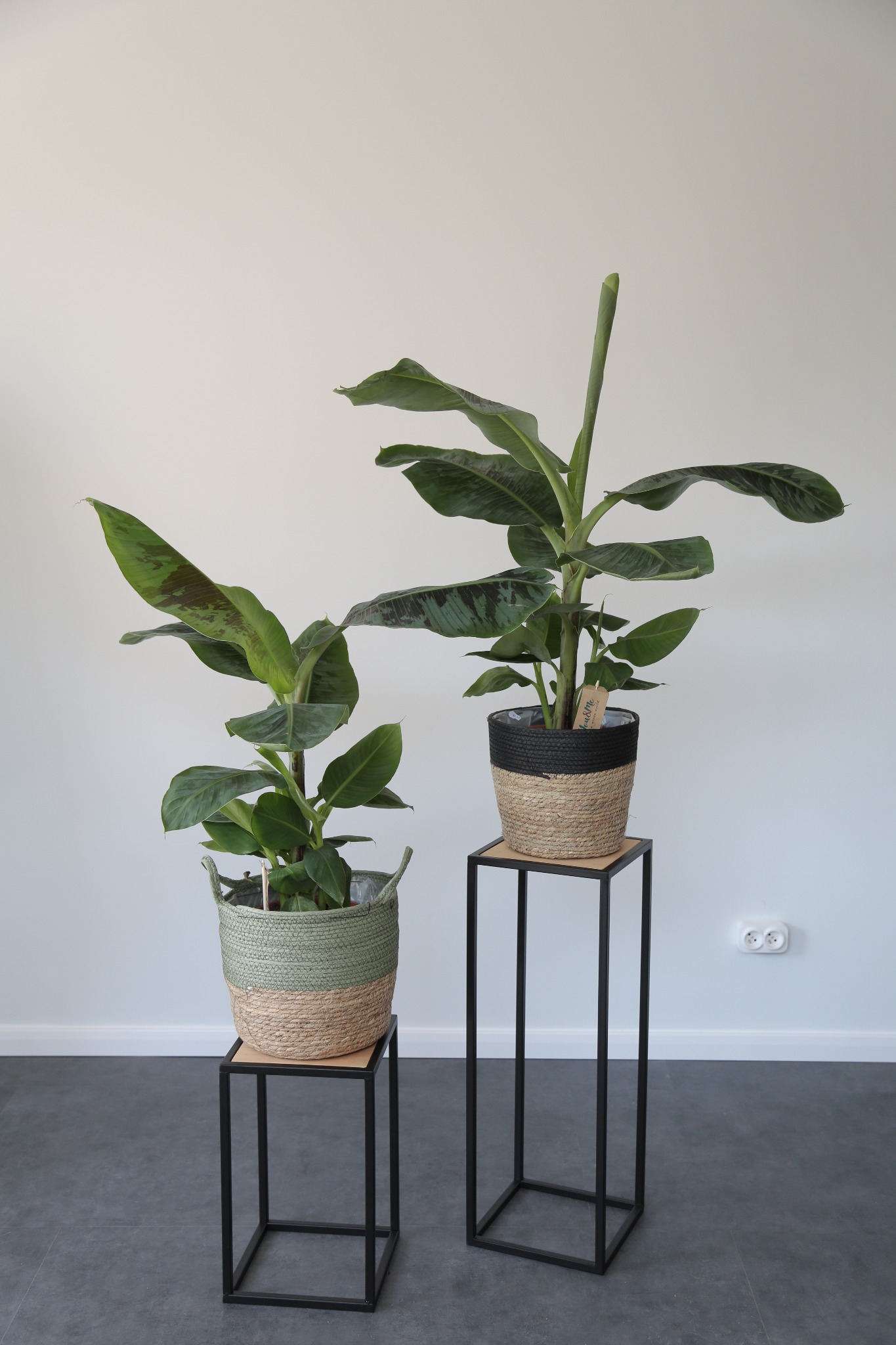 Dwa bananowce w ozdobnych donicach stojące na metalowych kwietnikach w minimalistycznym wnętrzu.