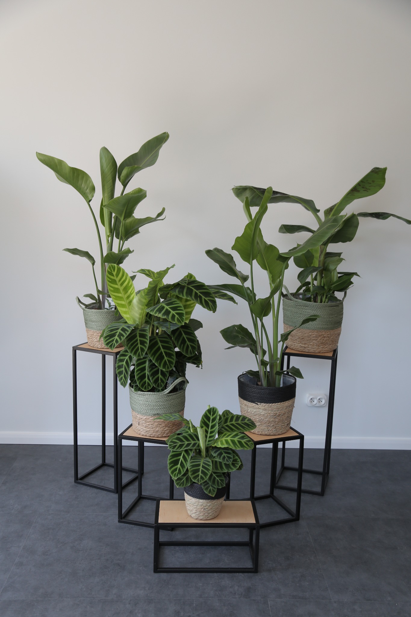 Kompozycja z roślin doniczkowych na metalowych stojakach o geometrycznym kształcie, różne gatunki roślin w plecionych osłonkach, minimalistyczne wnętrze z szarą podłogą.