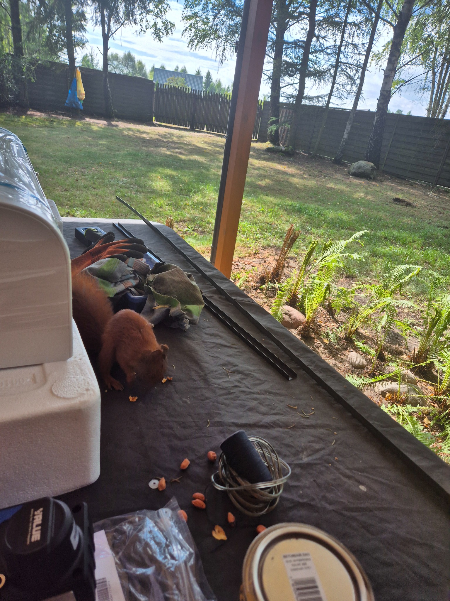 Wiewiórka zajada orzechy na stole z narzędziami w Wałycz. Widoczne elementy instalacyjne i otoczenie zieleni. Nietypowe ujęcie z bliska, ukazujące detale i naturalne światło.