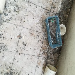 Sprzątanie i dezynfekcja balkonu po gołębiach Warszawa