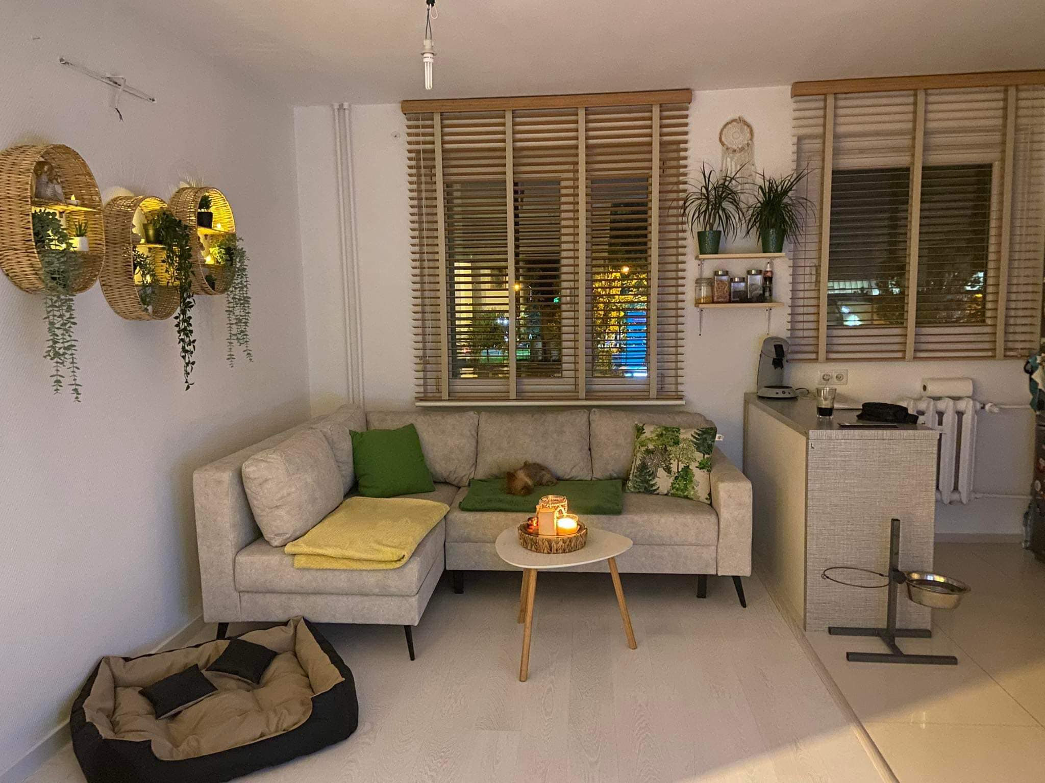Jasne drewniane żaluzje poziome w salonie z narożną sofą, dekoracjami roślinnymi i legowiskiem dla psa