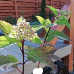 Krzew hortensji w Piekielniku z delikatnymi kwiatostanami w odcieniach bieli i różu, na tle drewnianego płotu i fragmentu drewnianej ławki.